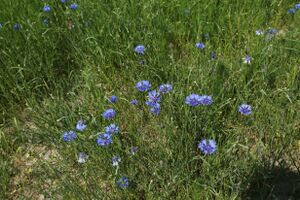 Kornblume 9265 bildgröße ändern.JPG