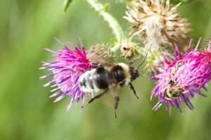Kuckucks-Hummel P92A8404.jpg