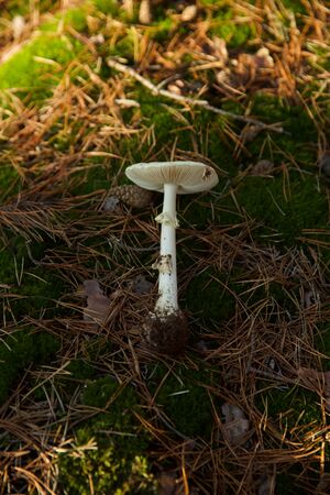 Knollenblätterpilz P92A2888 bildgröße ändern.jpg