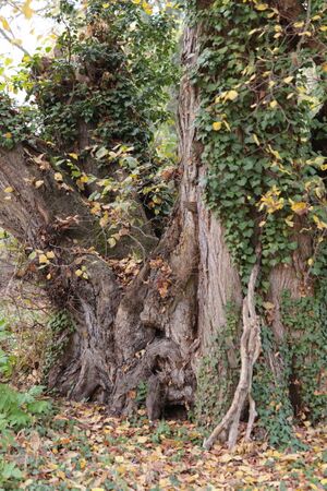 Gutspark IMG 4922 09 11 2018.JPG