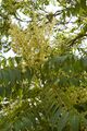 Götterbaum (Ailanthus altissima) männlichen Blüten; Aufn. W.H.j. 7/23
