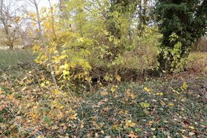 Gutspark IMG 4919 09 11 2018.JPG