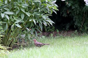 Amsel♀ 4959 bildgröße ändern.JPG