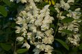 Robinienblüte (Robinia pseudoacacia); Aufn. W.H.j. 6/2021