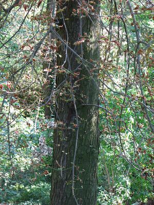 Schadbilder an Kastanien (3) bildgröße ändern.JPG