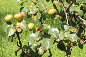Wildbirne 8314 kl.jpg