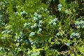 Chinesischer Lebensbaum, Thuja (Platycladus orientalis), Hecke in der potsdamer; Aufn. W.H.j. 7/23
