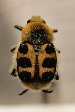 Pinselkäfer IMG 9394.JPG