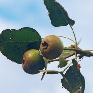 Wildbirne Esebeck gr.jpg