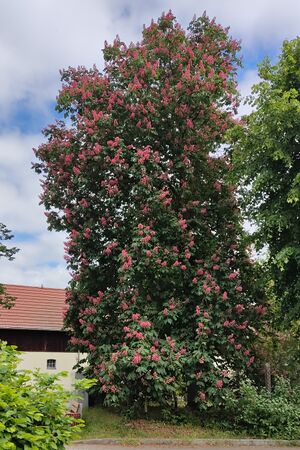 Roßkastanie 1715710556944.jpg