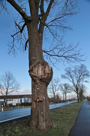 Esche m Krebs 8316 bildgröße ändern.JPG