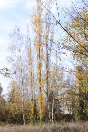 Birken Pappeln 0181.jpg