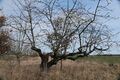 Streuobstwiese mit alten Kirschbäumen; Aufn. W.H.j. 3/2021