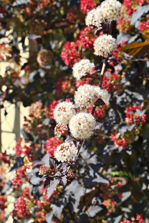 Schneeballblättrige Blasenspiere P92A1144 bildgröße ändern.jpg