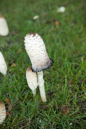 Schopf-Tintling P92A2820 bildgröße ändern.jpg