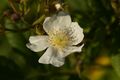 Hecken-Rose (Rosa corymbifera); Aufn. W.H.j. 6/2021