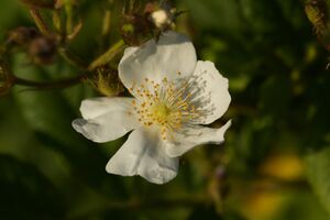 Heckenrose P92A4368 bildgröße ändern.jpg