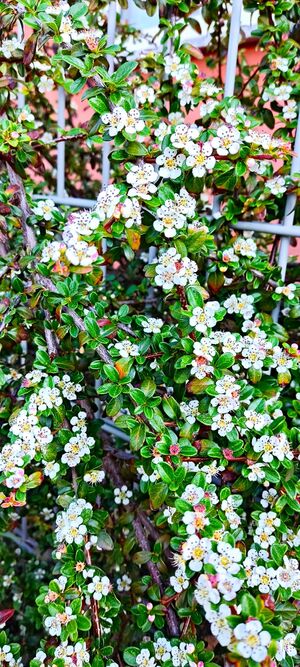 Zwergmispel 1747727768244 bildgröße ändern.jpg