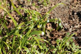 Wunder-Lauch (Allium paradoxum), auch Seltsamer Lauch oder Berliner Bärlauch, Standort: Am Kleinbahndamm, Aufn. WH.j. 4/2021