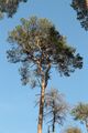 Waldkiefer (Pinus sylvestris), Gemeine Kiefer, Föhre; Aufn. W.H.j. 4/2021