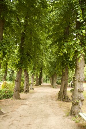 Lindenallee Friedhof 0100.jpg