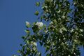 Pappel (Populus) mit Pappelwolle (Samenträger); Aufn. W.H.j. 6/2021
