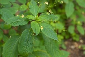 Kleines Springkraut 7,2019 P92A2985.jpg