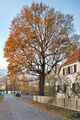 Stieleiche (Quercus robur L.); Aufn. W.H.j. 11/2013