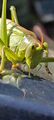 Grünes Heupferd (Tettigonia viridissima) ♀; Smartphone 7/23