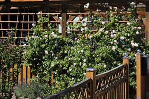 Rosen IMG 3725 bildgröße ändern.JPG