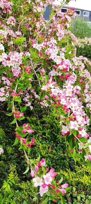 Liebliche Weigelie 1747727768328 bildgröße ändern.jpg