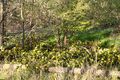 Gewöhnliche Mahonie oder Stechdornblättrige Mahonie (Mahonia aquifolium); Aufn. W.H.j. 4/2021
