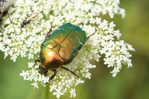 Rosenkäfer P92A8367.jpg