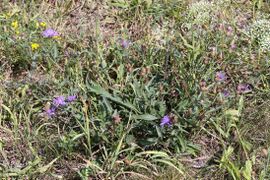 Flockenblumen (Centaurea), Standort: Priesterweg; Aufn. WH.j. 8/2019