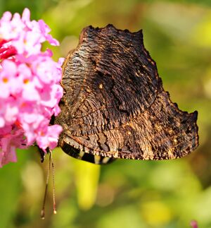 Tagpfauenauge auf Sommerflieder P92A2190.JPG