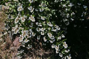 Deutzie IMG 3733 bildgröße ändern.JPG