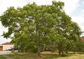 Götterbaum (Ailanthus altissima); Aufn. W.H.j. 7/23