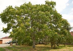 Götterbaum (Ailanthus altissima) m. männlichen Blüten; Aufn. W.H.j. 7/23