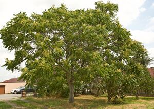 Götterbaum P92A8080 bildgröße ändern.jpg