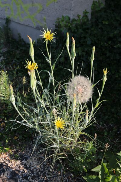 Datei:Großer Bocksbart IMG 3674 bildgröße ändern.JPG