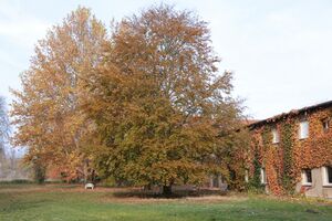 Gutspark IMG 4931 09 11 2018.JPG